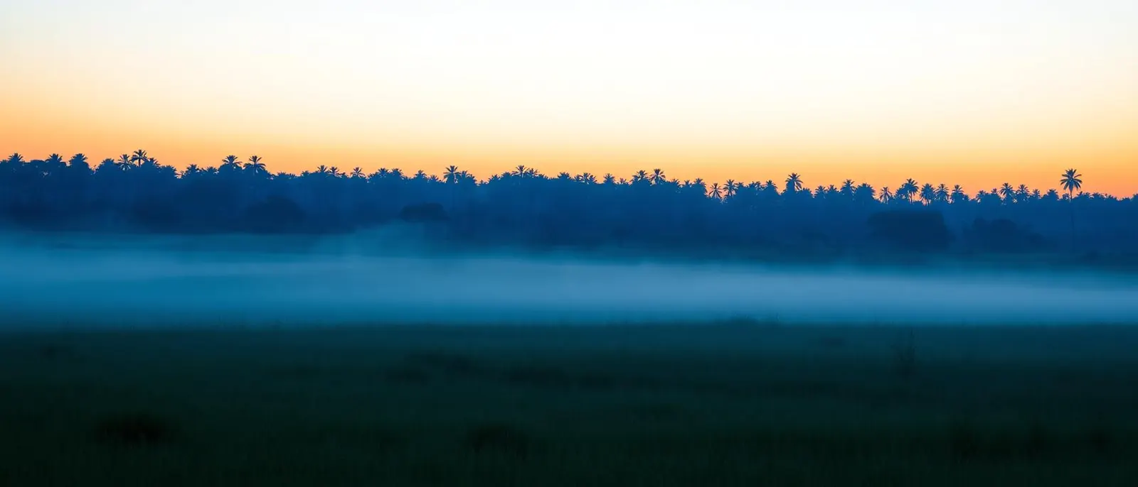 Paisagem de cerrado ao amanhecer com névoa baixa e buritis ao fundo